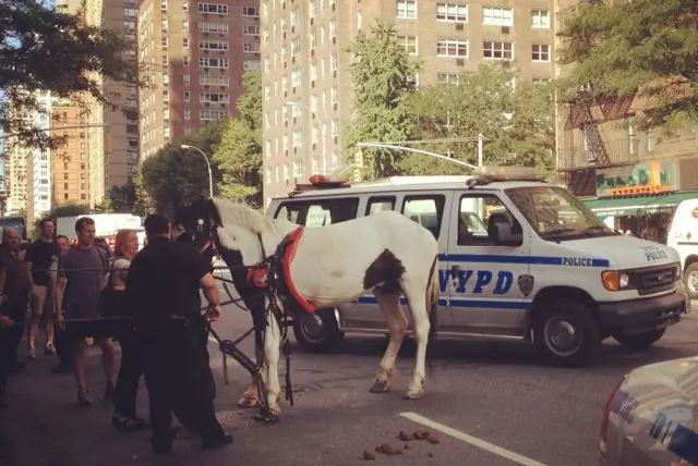 Photograph of Oreo and the police, courtesy of Tricia Scott